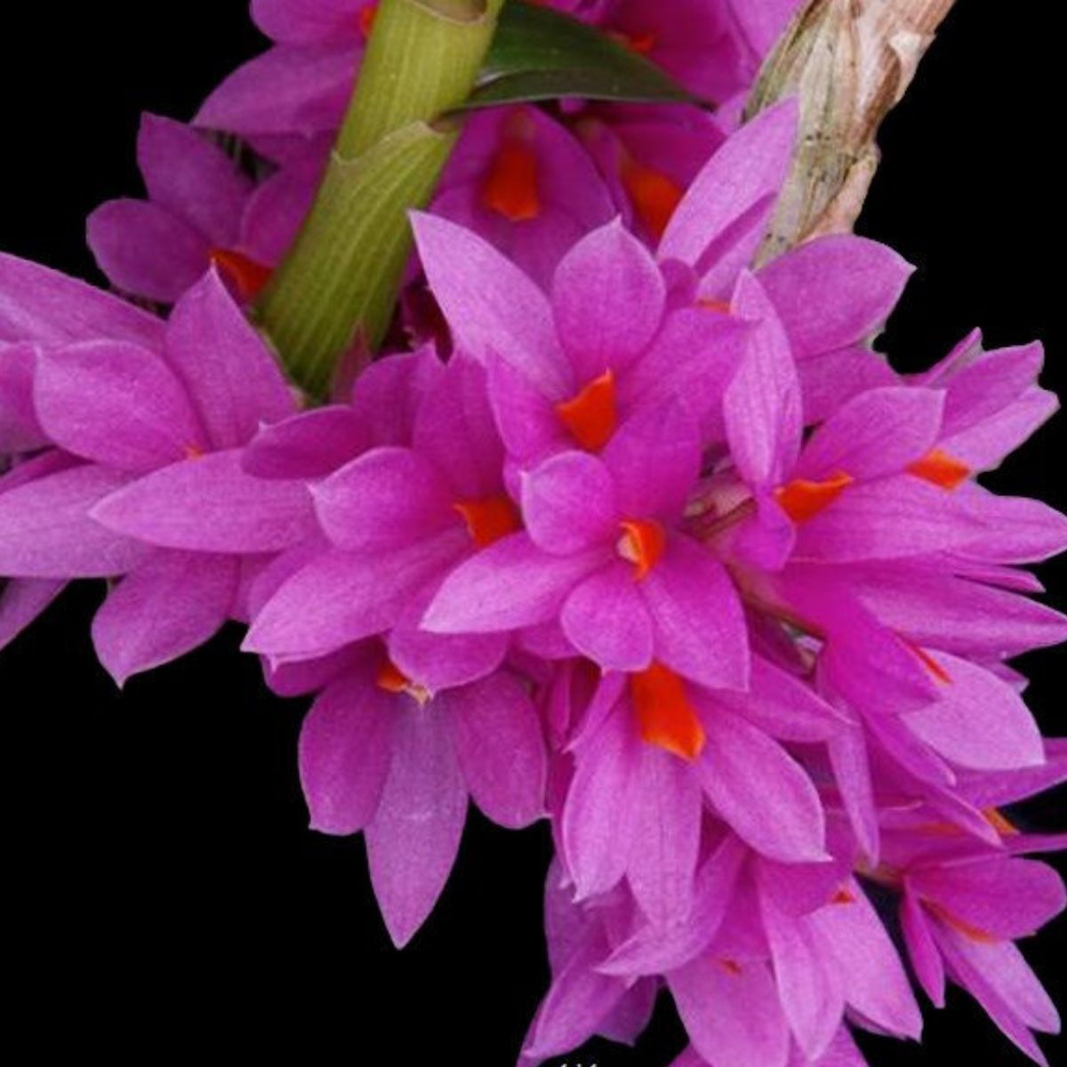 Dendrobium Hibiki Orchid - Graceful Petals of Serene Beauty