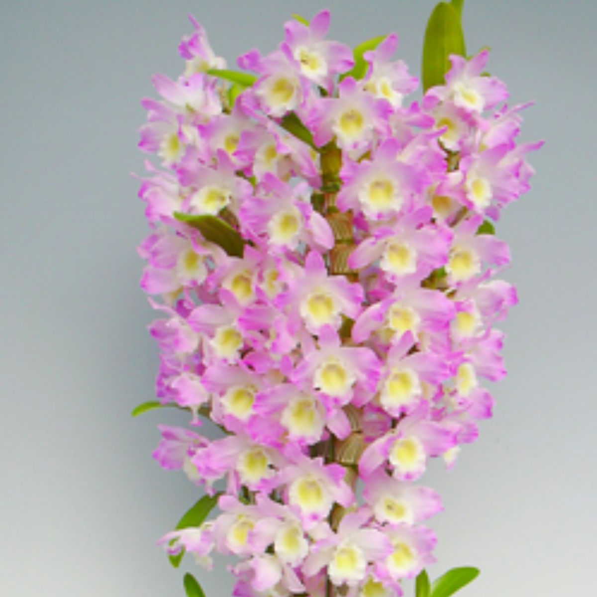 Denbrobium Joyful Day Orchid - Elegant and Delicate Blooms for Any Occasion