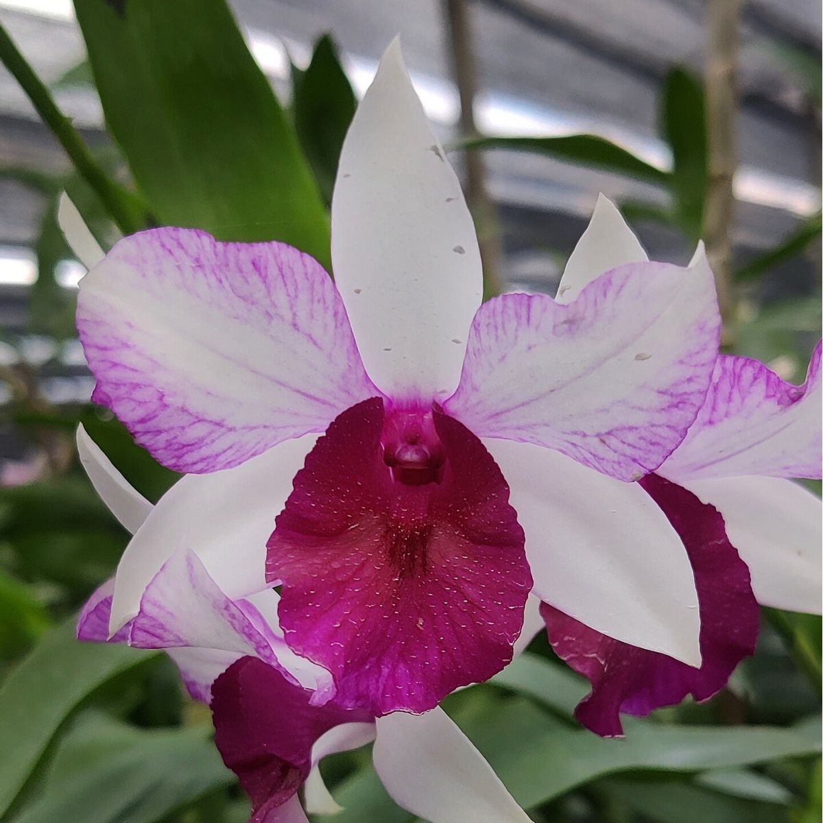 Dendrobium Freida Bratananta BS orchid - Exquisite blooms showcasing stunning beauty and fragrance