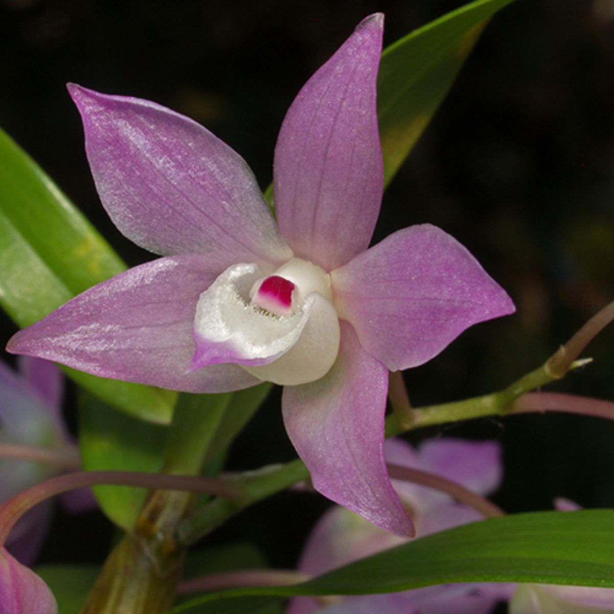Dendrobium hercoglossum 'Cotton Candy' Orchid - Captivating Beauty in Soft Petal Tones