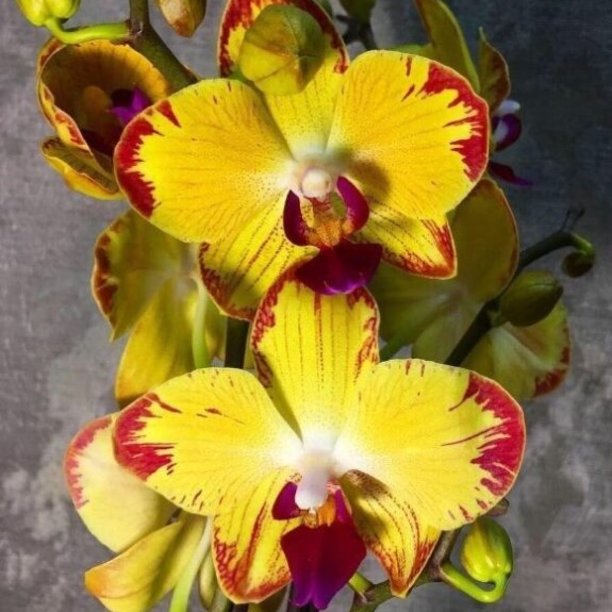 Phalaenopsis Papagayo SS Orchid - Vibrant Beauty in Striking Colors
