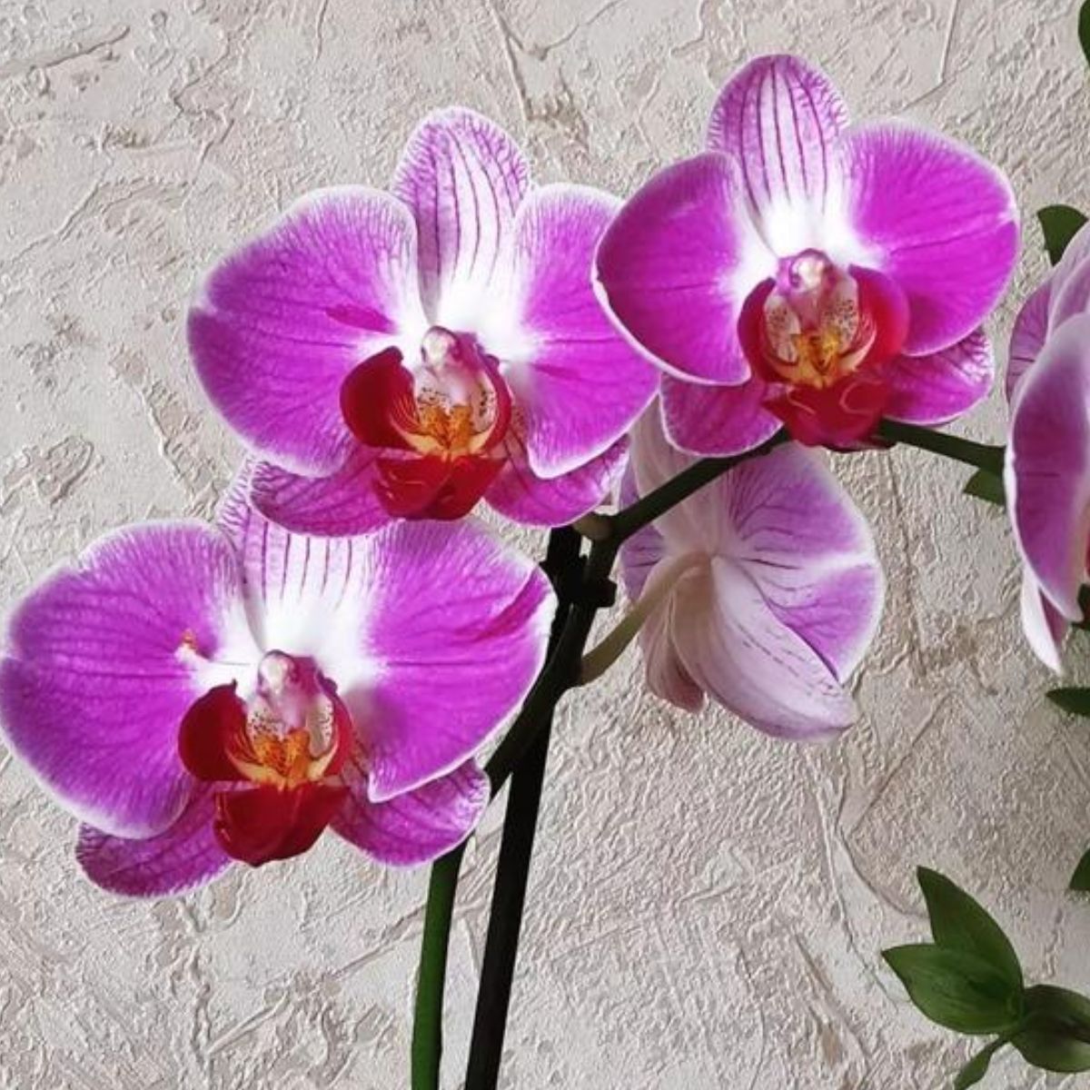 Phalaenopsis Day Tripper SS orchid - Vibrant and captivating blooms, exuding a sense of joy and adventure