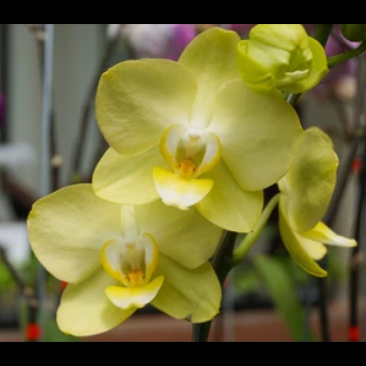 Phalaenopsis Lemonade MS Orchid - Refreshing Beauty in Delicate Yellow Blooms