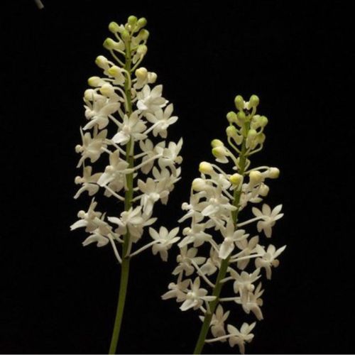White blooming Seidenfadenia Mitrata Alba orchid on a green background