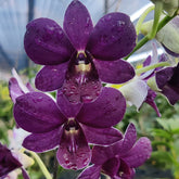 Dendrobium Airway Blue x Blue Angel Orchid - Mesmerizing Blue Blooms with Grace and Beaut