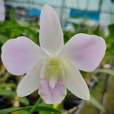 Dendrobium Pink Happy orchid showcasing its vibrant pink blooms, radiating joy and happiness in a stunning floral display
