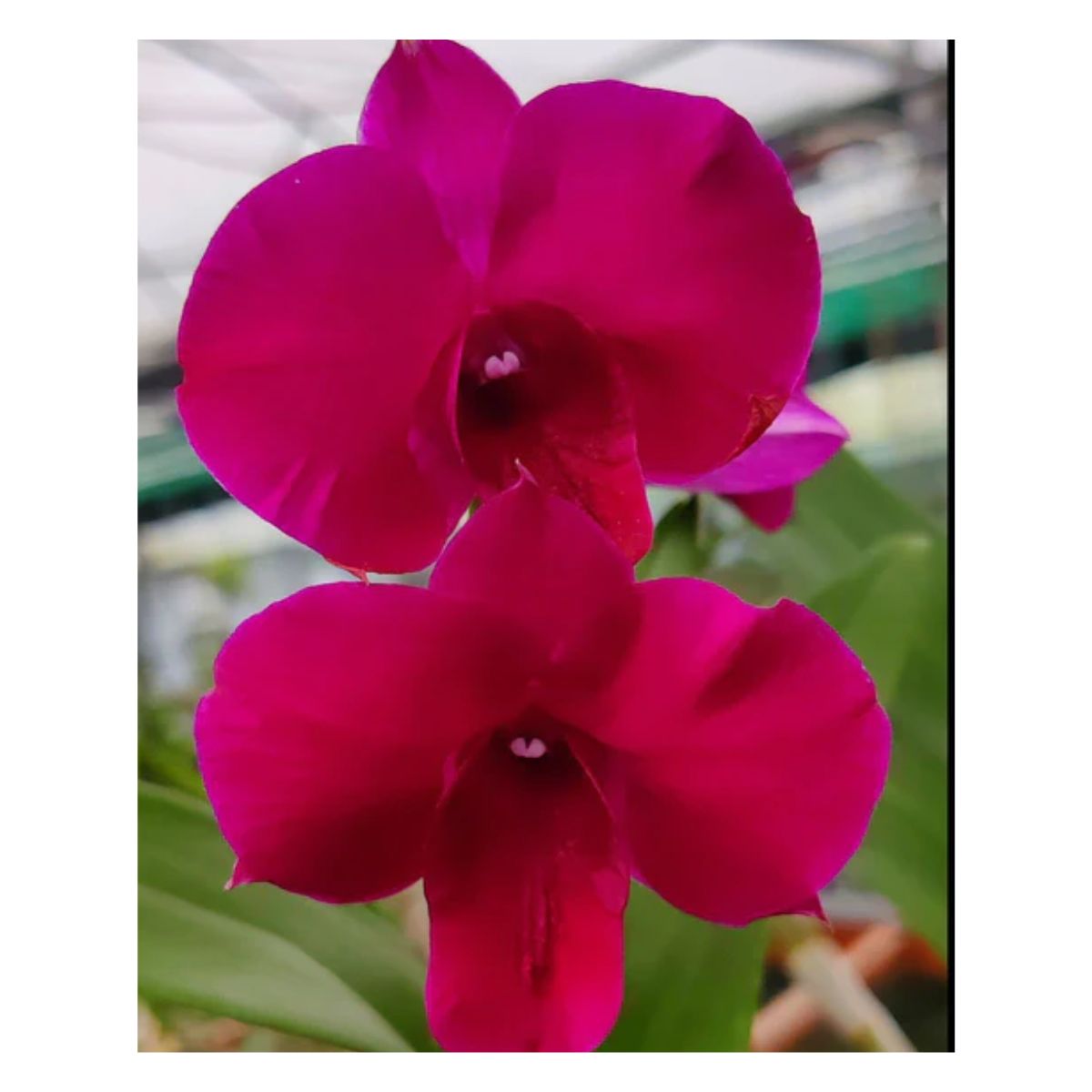 Dendrobium Malai Red orchid with vibrant red blooms
