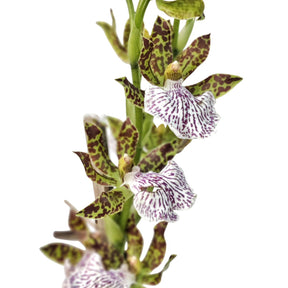 Zygopetalum Mackayi Orchid: A close-up view of the stunning blooms showcasing the vibrant colors and intricate patterns of this captivating orchid variety