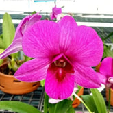 Dendrobium Ladda Red x Burana Pink orchid - A mesmerizing blend of vibrant hues in full bloom