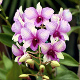 Dendrobium Apichart Rainbow x Bigibbum Compactum orchid - A mesmerizing fusion of colors in bloom