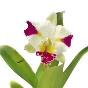 Cattleya RLC Pachara Fancy Orchid - Exquisite tropical flower with vibrant colors and intricate patterns