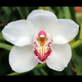Stunning Cymbidium Kulnara Cherish Orchid - Vibrant Pink Blooms - Long-Lasting Beauty - Perfect Gift