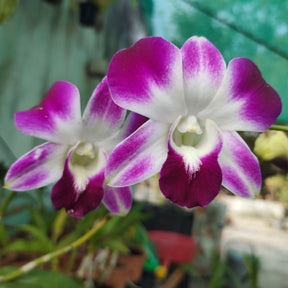 Dendrobium Sonia Purple Orchid - Vibrant Purple Blooms - Exquisite Beauty - Order Now