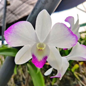 Dendrobium Airy Diamond Orchid - Captivating Translucent Petals in Soft Pastel Colors