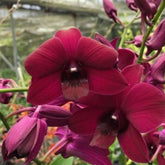 Dendrobium Panama Red Orchid - Striking Red Blooms for a Stunning Floral Display