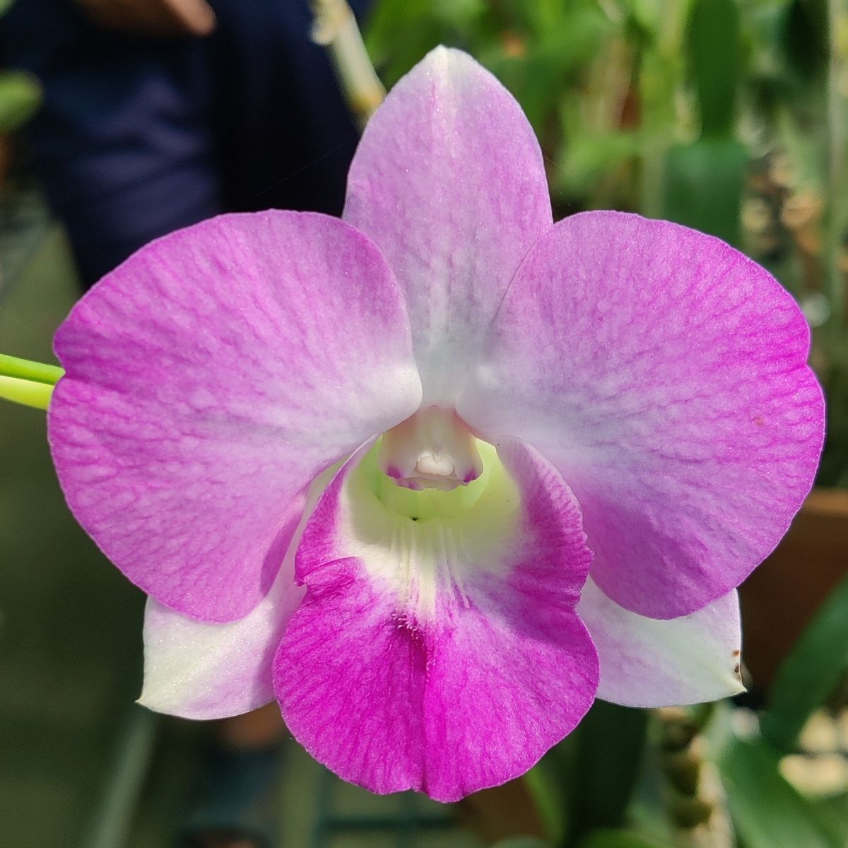 The petals of the Denbrobium Big Pink Surprise orchid are often broad and showy, with a smooth and glossy texture. The individual flowers can vary in shape, but they generally have a symmetrical appearance, with several layers of petals creating a beautiful and full blossom.