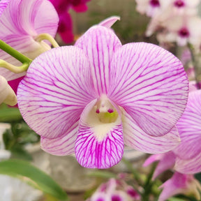 Dendrobium Lina Pink Stripe Orchid - Exquisite Pink Striped Blooms for a Captivating Floral Display