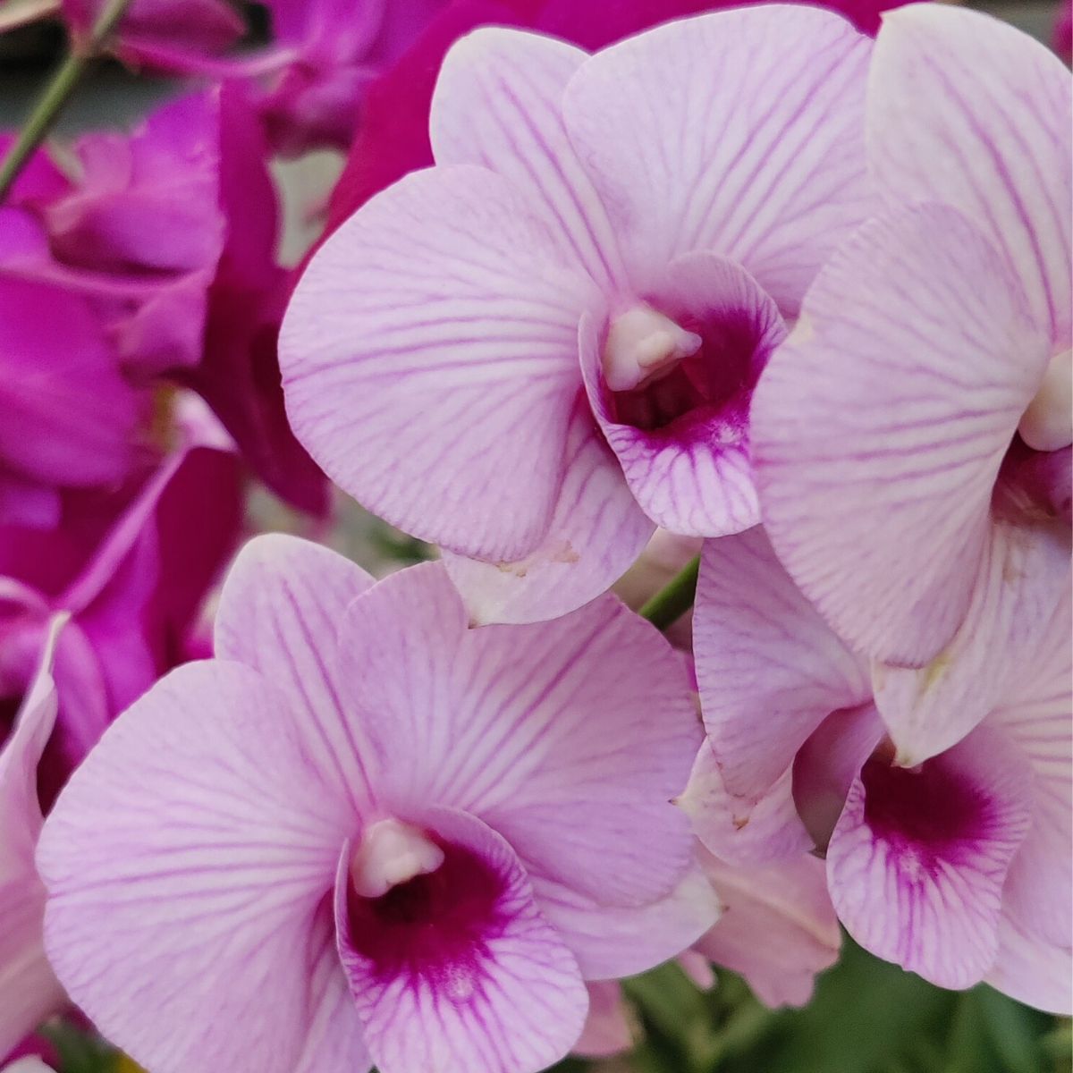 Dendrobium Pink Jelly Orchid - Delicate Pink Blooms with a Translucent Texture for a Whimsical Floral Display