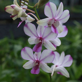 Dendrobium Pops Eye Orchid - Vibrant Colors and Intricate Patterns for a Captivating Floral Display