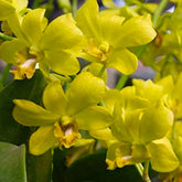 Dendrobium King of Gold Orchid - Majestic Golden Petals for a Regal Floral Displa