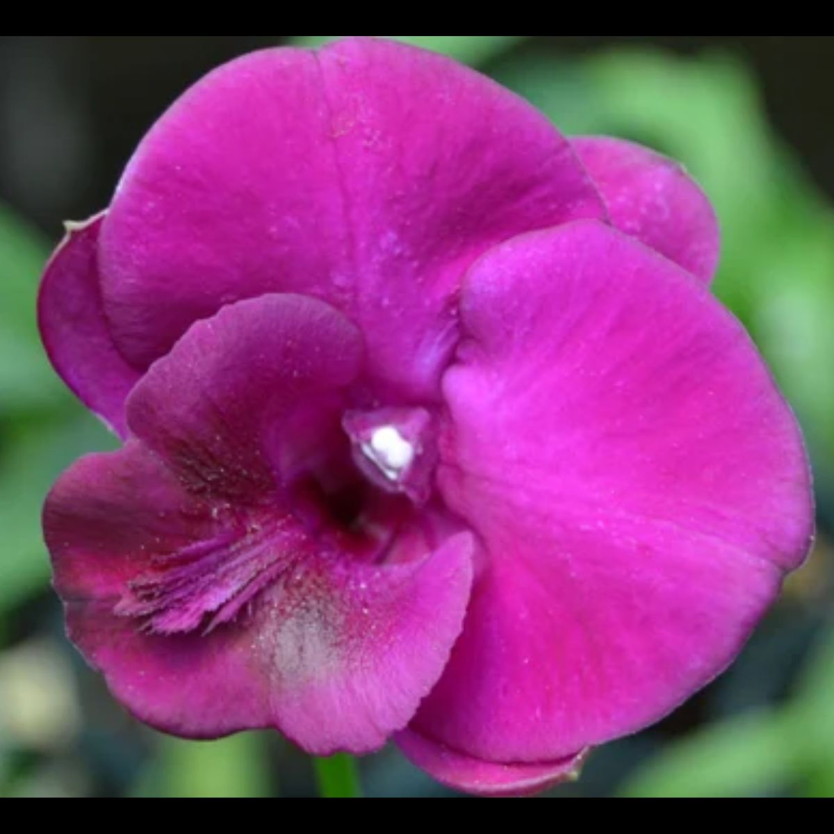 Dendrobium Airy Red White Edge Orchid - Striking Red Petals with Delicate White Edges for a Captivating Floral Display