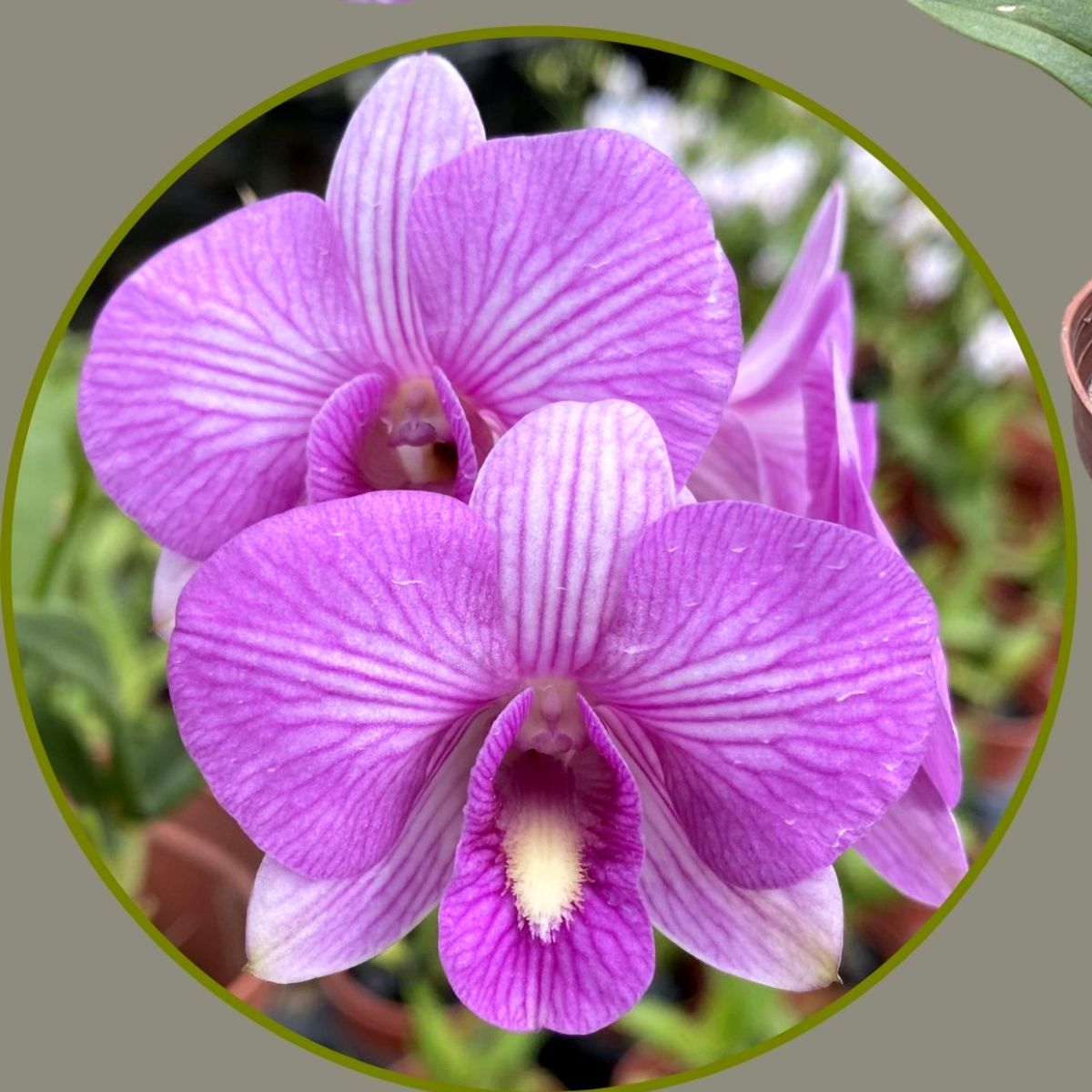 Dendrobium Airy Fancy Pink Orchid - Delicate Pink Blooms and Graceful Petals for a Captivating Floral Display