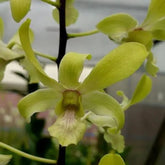 Dendrobium Aungcheng orchid with exquisite blossoms and vibrant colors