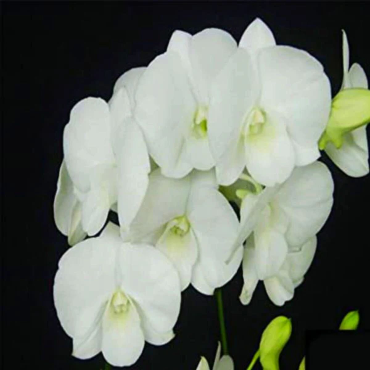 Dendrobium Airy White Orchid - Pure White Petals and Serene Elegance