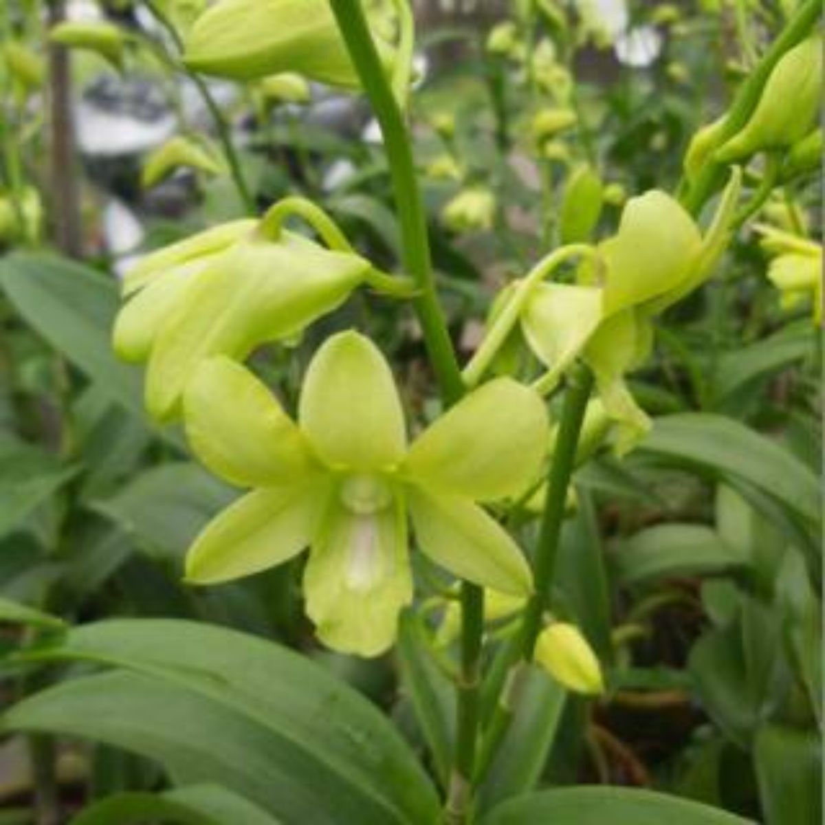 Dendrobium Margarita Green Orchid - Delicate Petals and Timeless Elegance