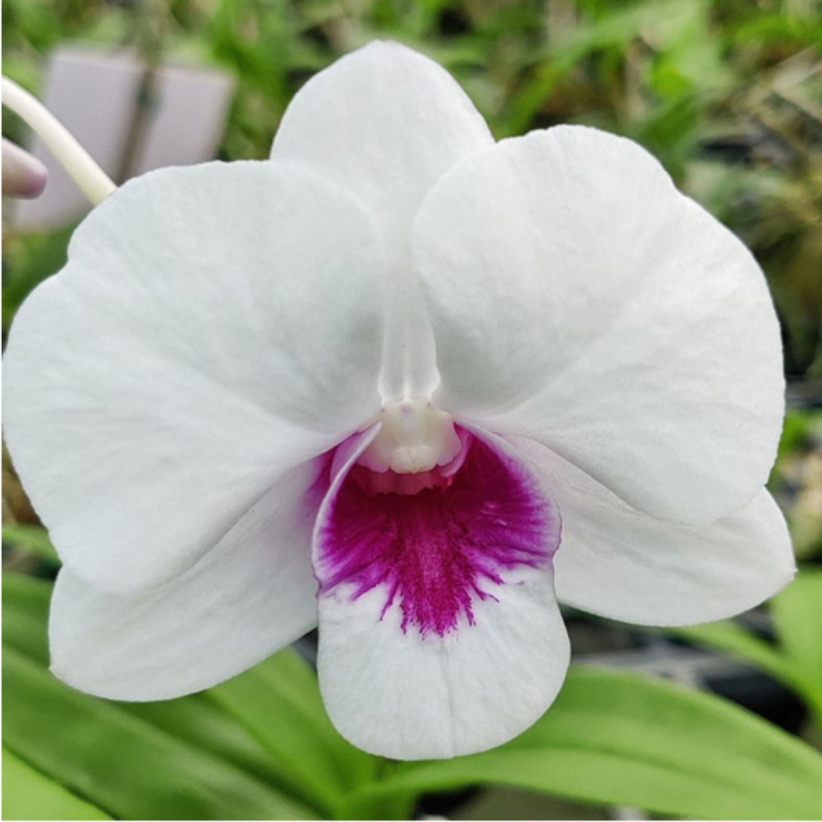 Dendrobium Airy Ice Orchid - Delicate, Ice-like Petals and Ethereal Beauty