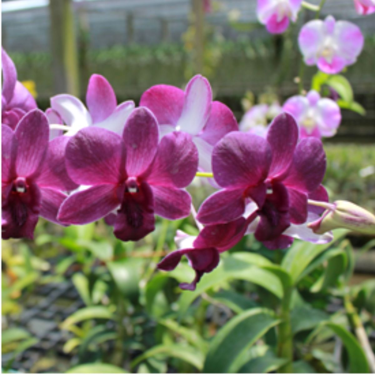 Dendrobium Airy Blue Orchid Plant - Serene Blue Blooms and Delicate Petals