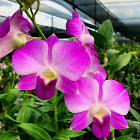 Dendrobium Pink Butterfly Orchid Plant - Vibrant Pink Blooms and Delicate Petals