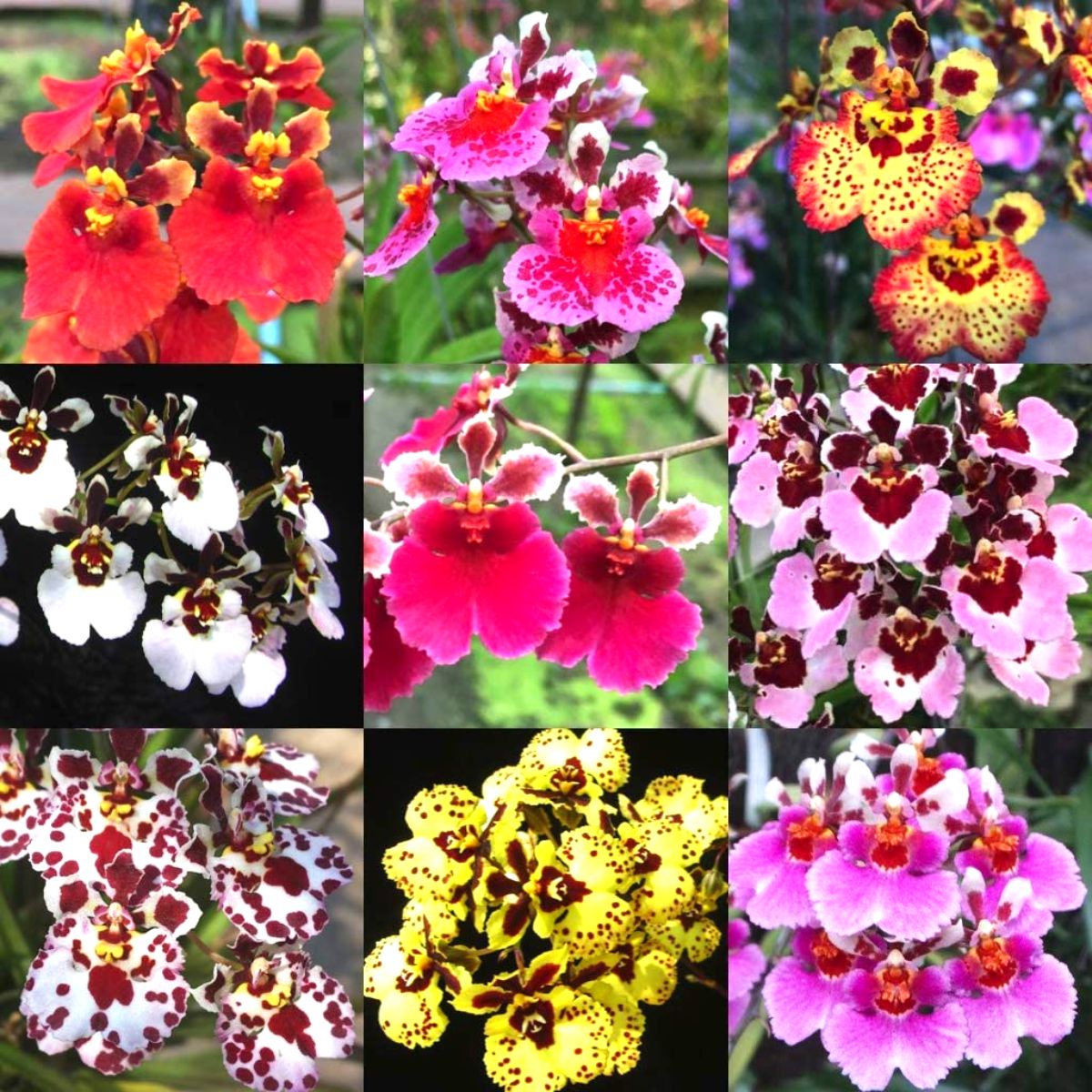 Tolumnia Rainbow orchid blooms in various vibrant colors - pink, purple, yellow, and orange.