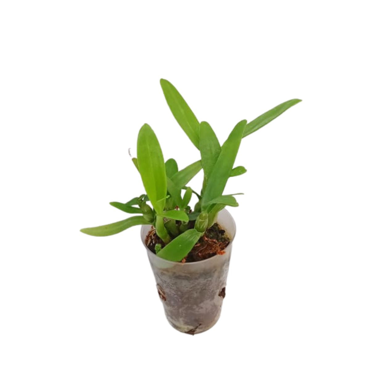 Denbrobium Nobile Sea Mary Snow King orchid blooming size plant - a healthy and vibrant specimen ready to bloom with beautiful white and seafoam green flowers.
