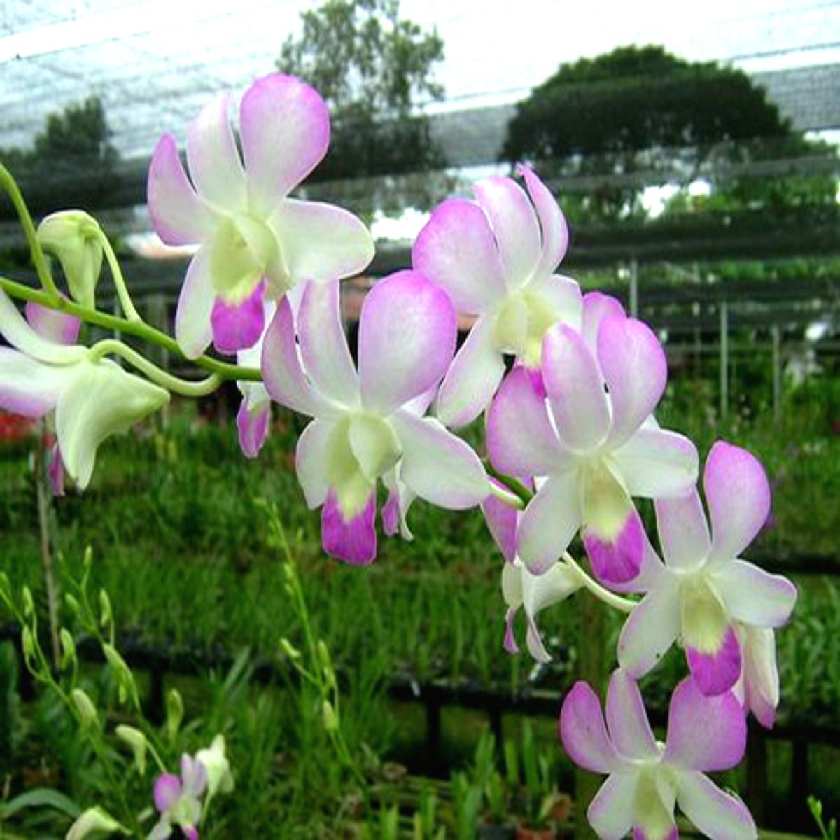 Shop Dendrobium Charming White x Tuang Pink - Captivating Orchid Crossbreed