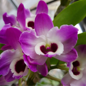 Denbrobium Nobile Napori Orchid - Enchanting lavender petals with a vibrant yellow center