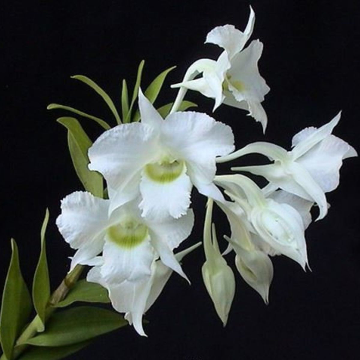 Denbrobium Dearei Hybrids Orchid - Captivating blooms with vibrant colors and unique patterns