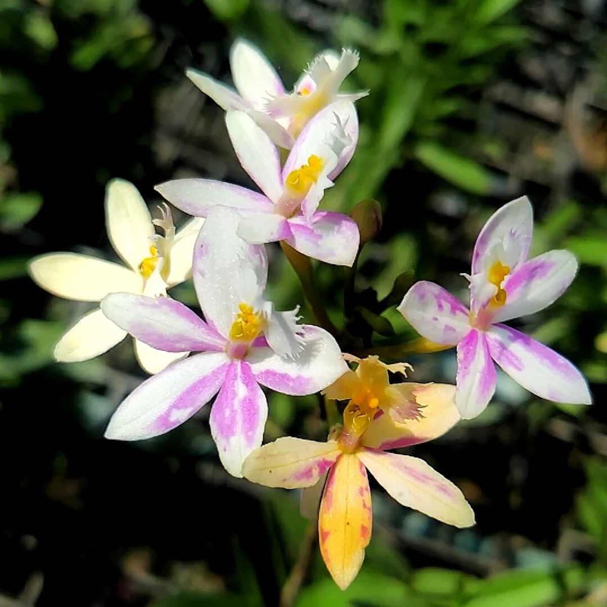 Epidendrum Wedding Valley Yukimai Orchid - Delicate white petals symbolizing purity and elegance