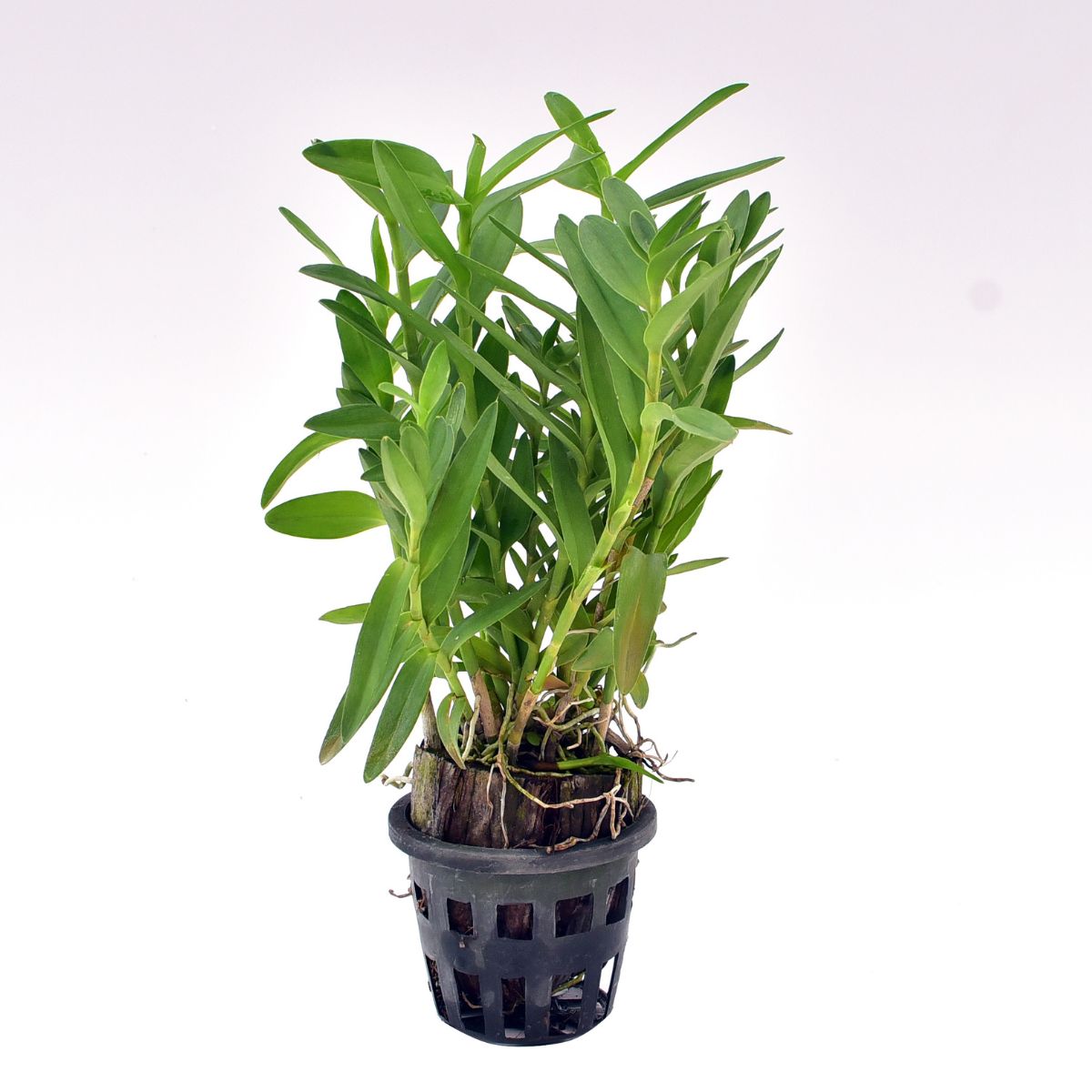 Epidendrum Wedding Valley Yukimai Orchid - Blooming Size Plant for Instant Beauty and Timeless Elegance