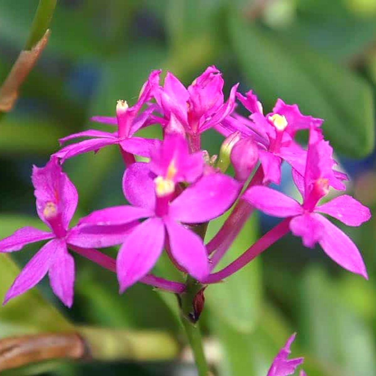 Epidendrum Pink Orchid - Delicate pink petals evoking elegance and charm