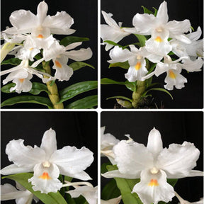 Dendrobium Wunderbar's Fairy Orchid - Delicate petals with captivating colors reminiscent of magical fairies