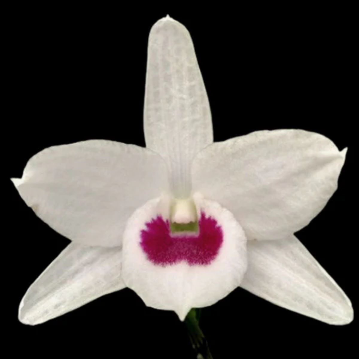 Denbrobium Nobile Wattanabe White Orchid - Delicate white petals with graceful elegance