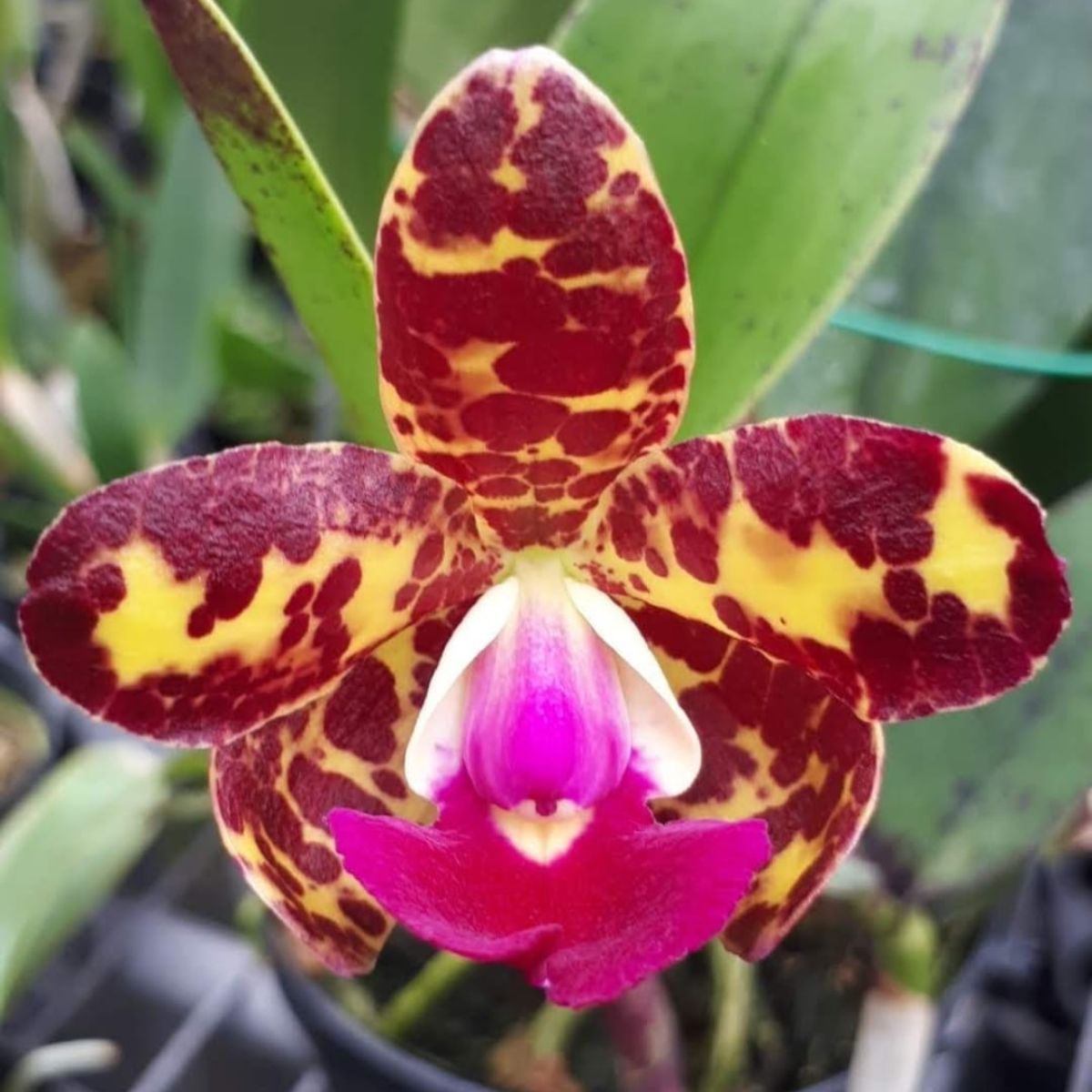 Explore the Enchanting Beauty of Cattleya Jungle Eyes Orchid - Shop Now ...