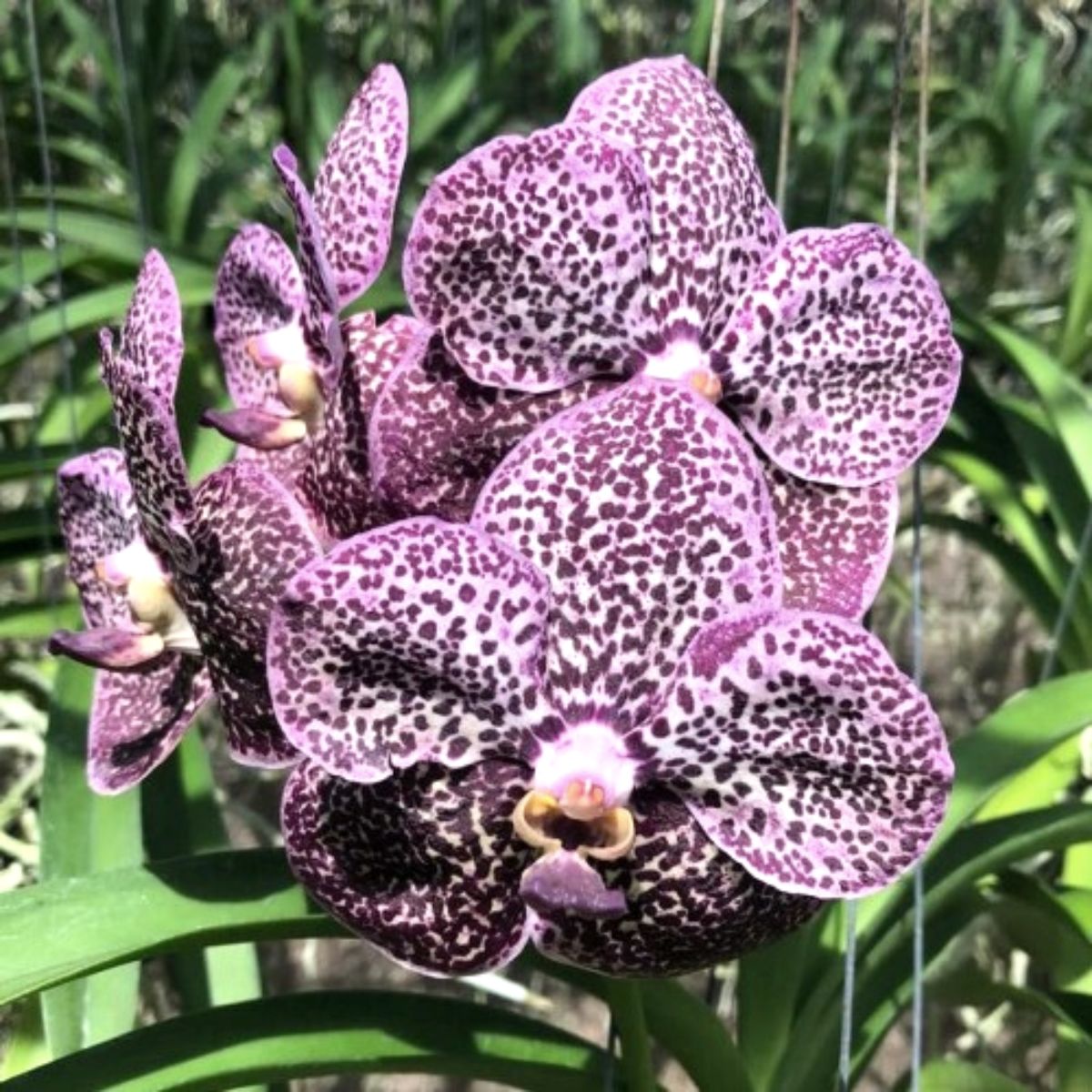 Vanda Kulvadee Fragrance Black Orchid - Striking black orchid with mesmerizing blooms and captivating fragrance