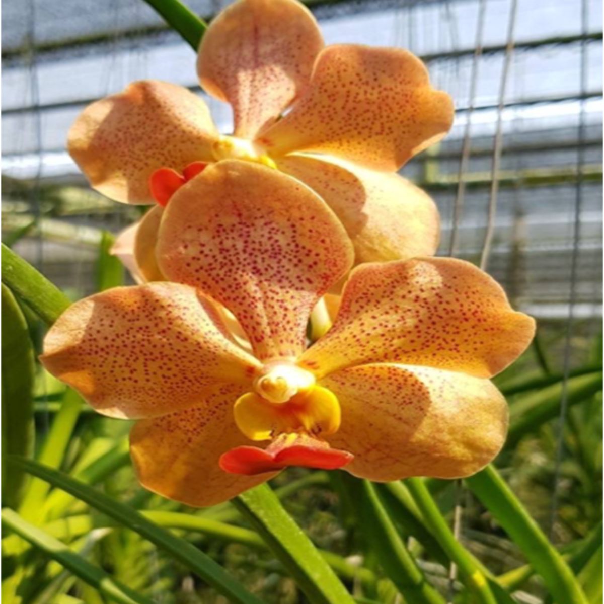Vanda Josephine Yellow Orchid - Exquisite yellow orchid with intricate patterned petals