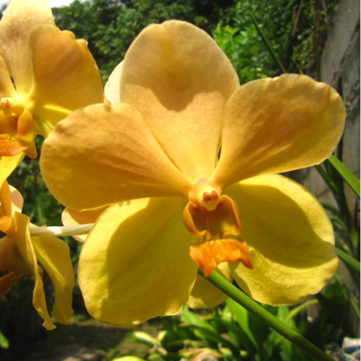 Velthuis JVB X Kultana Gold Orchid - Captivating golden blooms with elegant petals and unmatched beauty