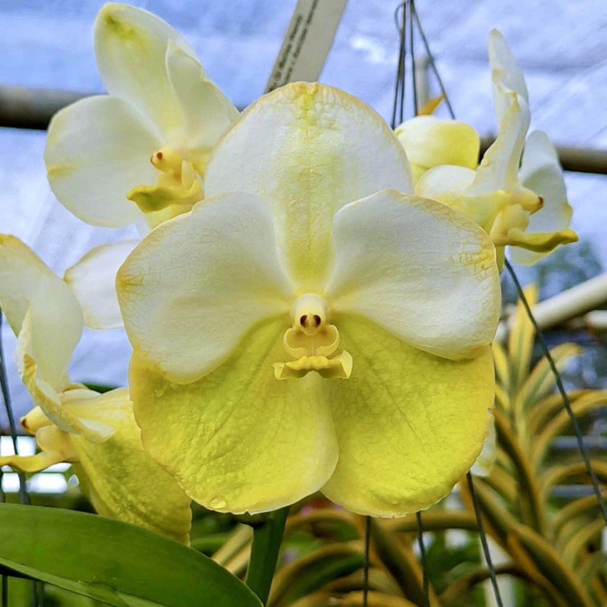 Vanda Nopporn Gold Orchid - Dazzling golden blooms with graceful petals and captivating beauty.