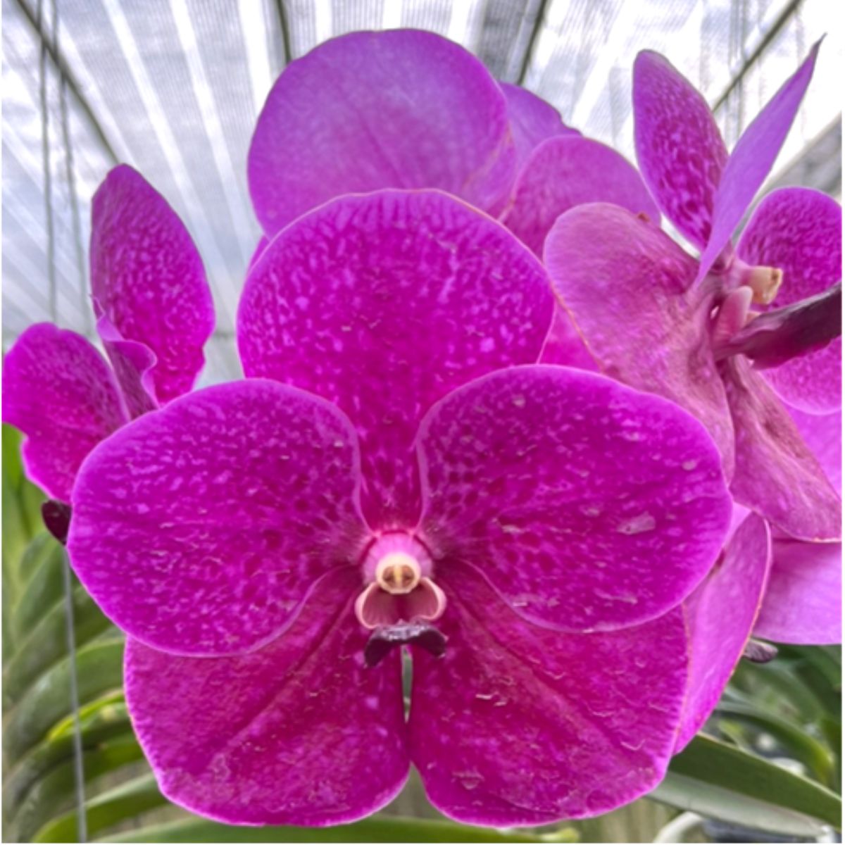 Vanda Roberts Delight Pink Orchid - Stunning pink orchid with vibrant blooms and graceful petals