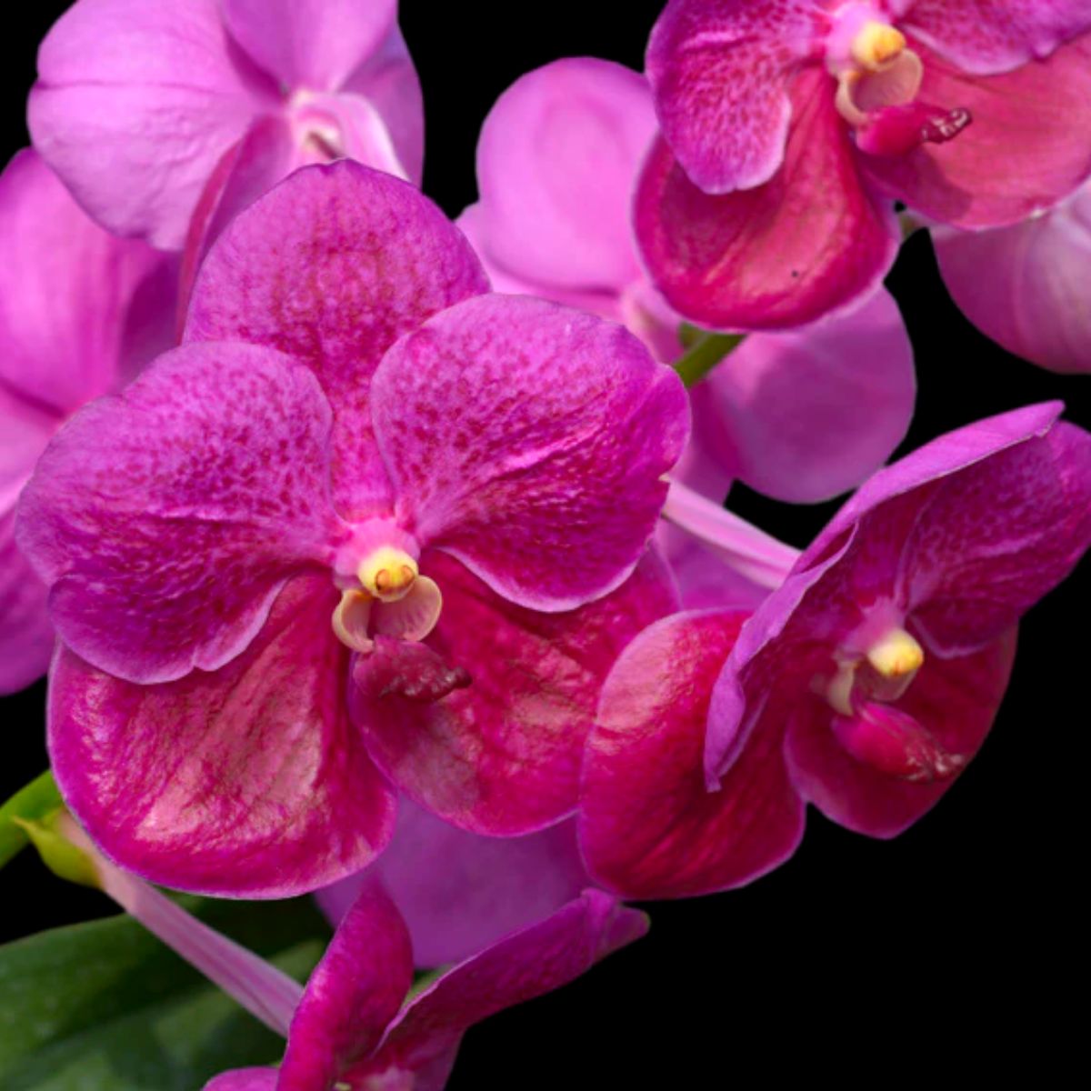 Elegant Vanda Pures Wax Pink orchid in full bloom - Buy Now!