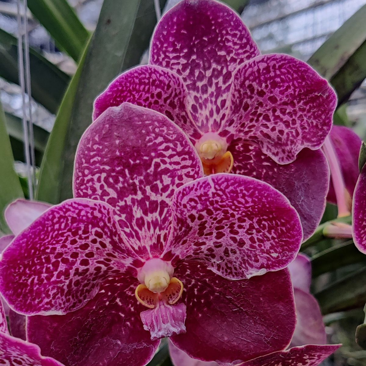 Gorgeous Vanda Rattana x Dr. Anek orchid in full bloom - Buy Now!